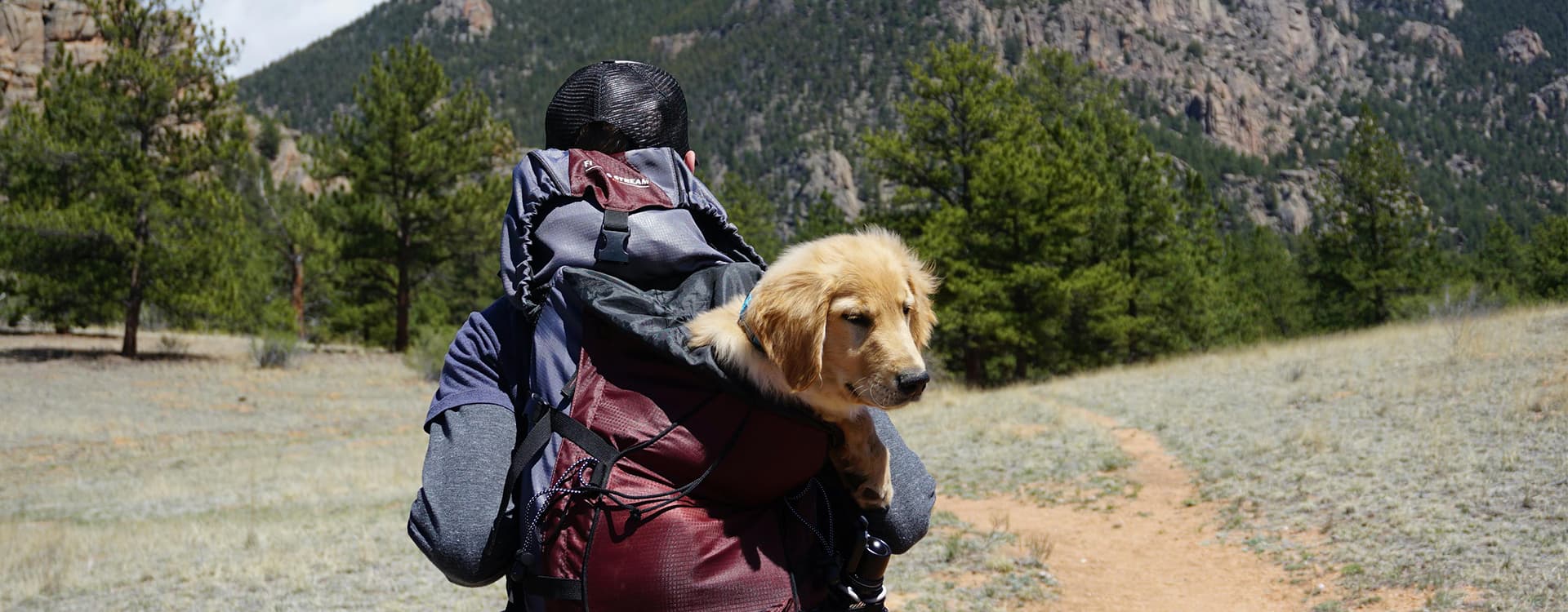 Traveling to Bhutan with Pets: What You Need to Know