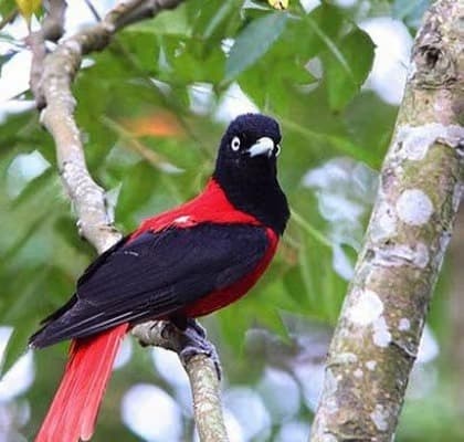 Bhutan Birding Tour