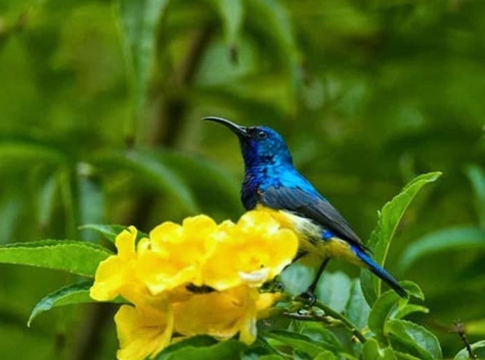 Bhutan's Flora and Fauna
