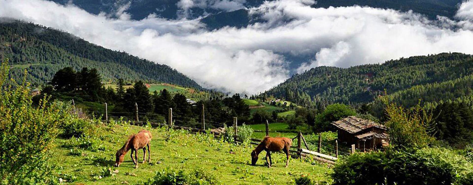 Bhutan for Nature Lovers: Bird Watching, Wildlife, and Eco-Tours